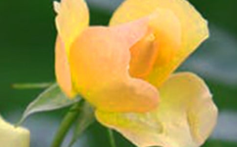 ����������Ļ�������