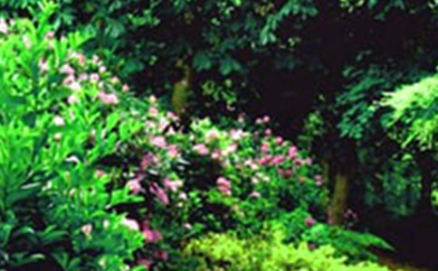 “小花園”作文