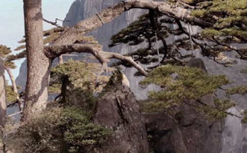 黃山奇石教案(精選12篇)