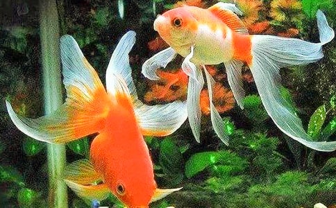 �����x���ɐ۵�С���~����