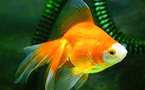 可愛的小金魚作文10篇