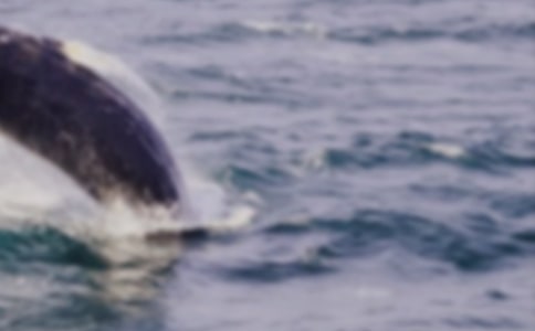 鯨魚(yú)的自述作文