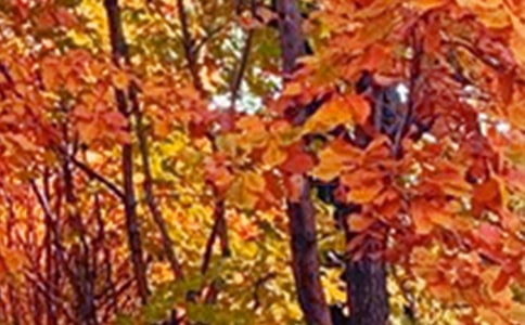 描寫西湖景色詩句