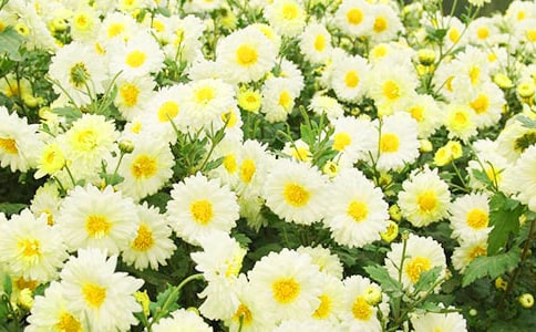 我最喜歡的菊花