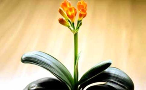 君子蘭作文850字