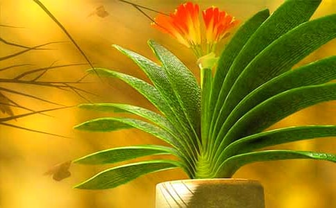 君子蘭作文50字