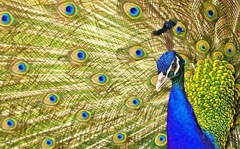 ��ȸ�|���w