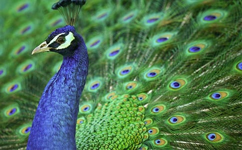 (熱門)驕傲的孔雀作文