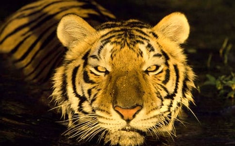 老虎打哈欠歇后語及解釋