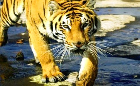 ؈ҧ�ϻ�Ъ���Z�����