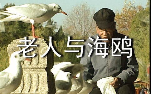 《老人與海鷗》精彩讀書筆記