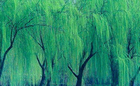 小柳樹和月亮姐姐作文