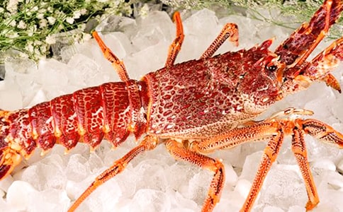 抓龍蝦作文【優(yōu)秀10篇】