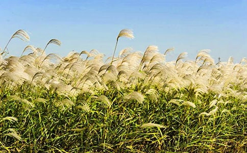 蘆葦蕩作文(實用)