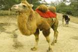 駱駝和羊的故事