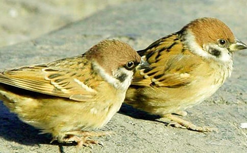 ����(j��ng)�䡿С��ȸ����15ƪ