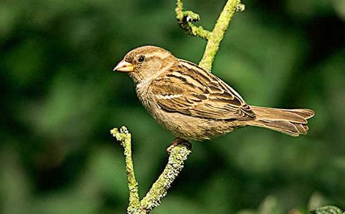 ��ȸ������(����)