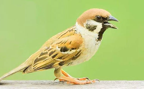 С��ȸ������