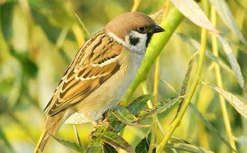 小麻雀作文精華(15篇)