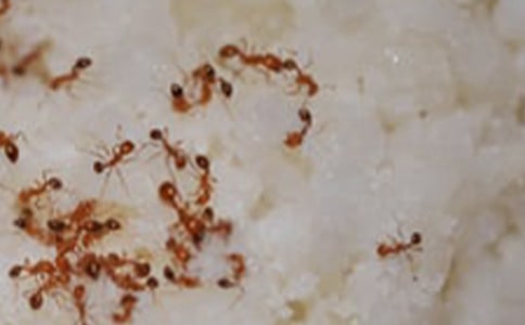 【精選】螞蟻過河看圖寫話