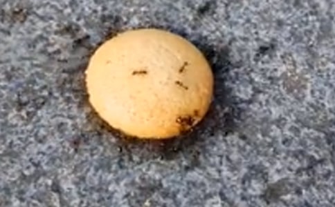 (熱)螞蟻搬骨頭看圖寫話15篇