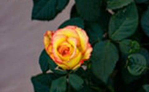 ��ɫõ�����ʲô