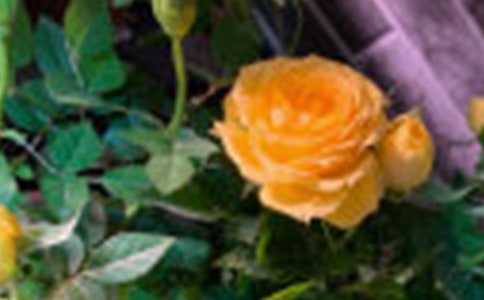 ����õ�廨�ľ���18��