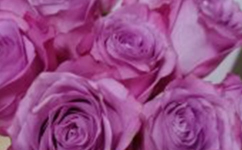 驕傲的玫瑰花作文