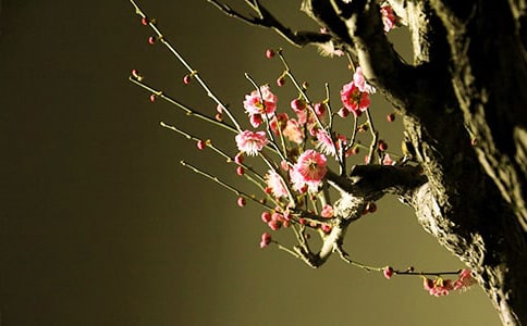 關于贊美梅花的詩句8篇