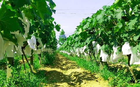 �r�Ҙ�����(��15ƪ)