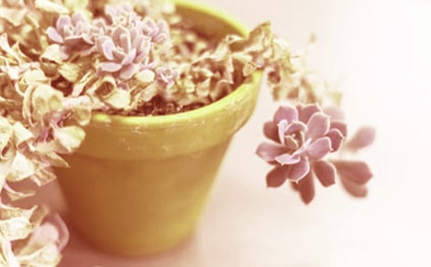 清香木的養殖方法 清香木盆栽養護技術和注意事項