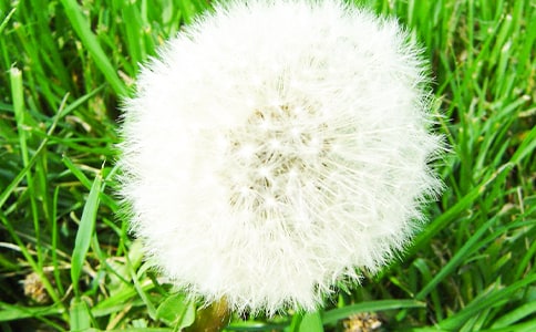 蒲公英的種子 -作文