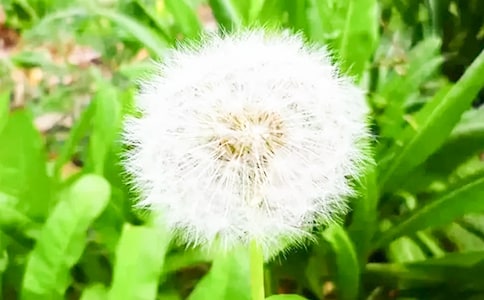 蒲公英旅行記作文