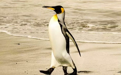 帝企鵝日記觀后感15篇