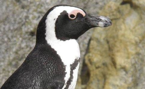 帝企鵝日記觀后感范文