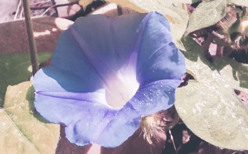 牽牛花小學(xué)四年級作文350字3篇