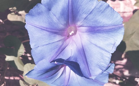 描寫牽牛花優美的句子110句