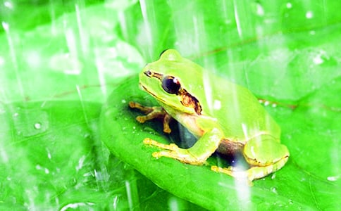 保護青蛙作文(熱)