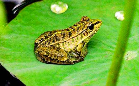 保護(hù)青蛙的作文