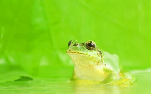 精選青蛙歷險記作文3篇