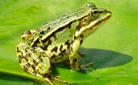 小青蛙找家反思