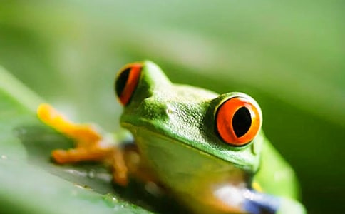 放生青蛙看圖寫話