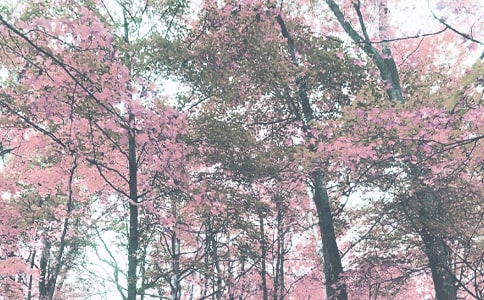 中班秋季班級工作計劃