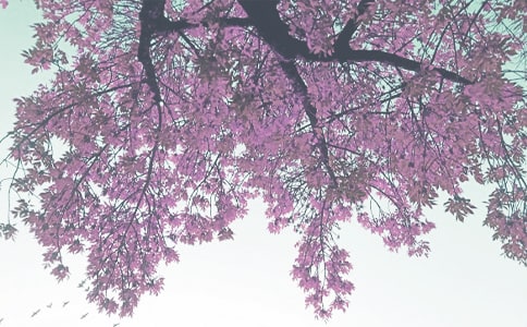 小學德育秋季工作計劃