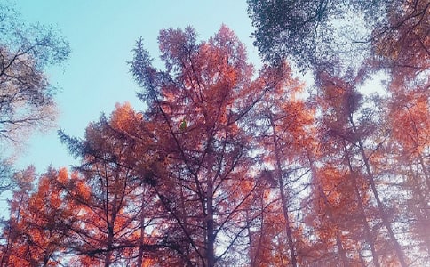 ����˽�Z���ġ����x��