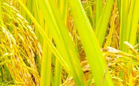 秋收的簡(jiǎn)報(bào)15篇(精品)