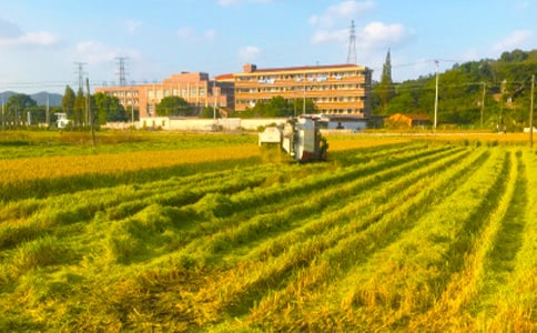 又是一年秋收時作文