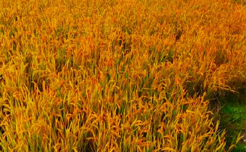 ���յ���Ϣ����15ƪ���ϼ���