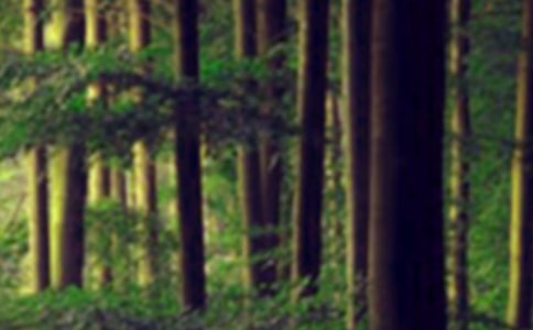 元帥林國家森林公園