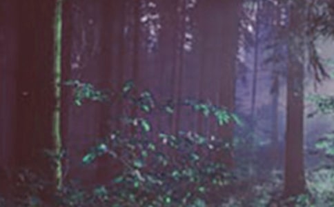 奇幻森林觀后感